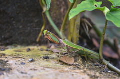 Rhombodera fratricida