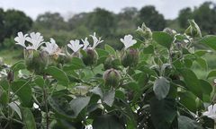 Barleria albostellata