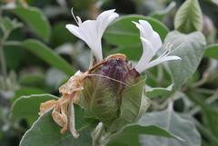 Barleria albostellata