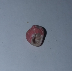 Homalopoma sanguineum