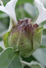 Barleria albostellata