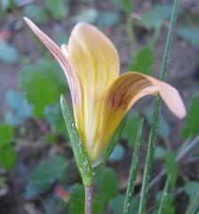 Romulea setifolia