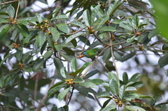 Psilopogon oorti
