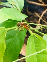 Synoeca virginea