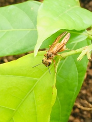 Synoeca virginea