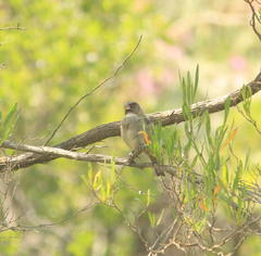 Crithagra leucoptera