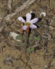 Oxalis punctata