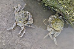 Cyrtograpsus angulatus