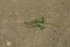 Oxalis pes-caprae pes-caprae