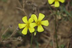 Oxalis pes-caprae pes-caprae