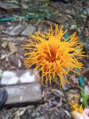 Gynura