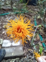 Gynura