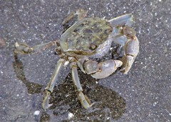 Cyrtograpsus angulatus