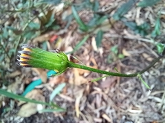 Gynura