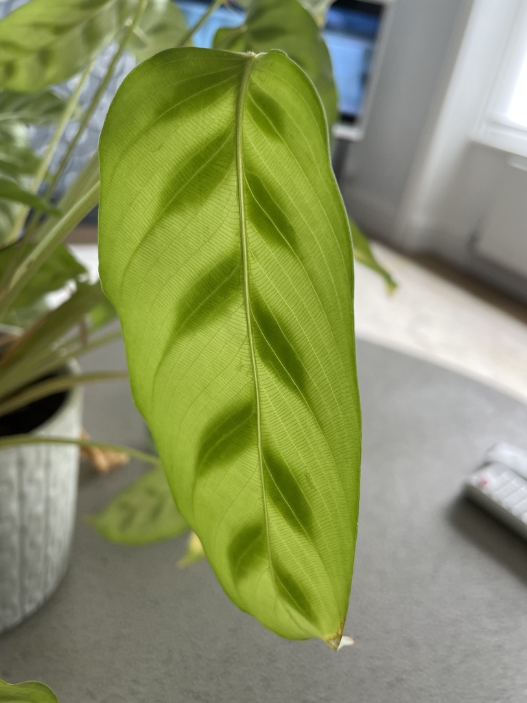 Calathea concinna