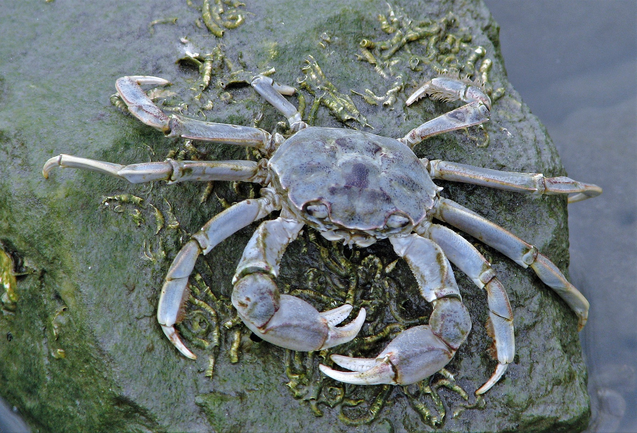 Cangrejo blanco (Cyrtograpsus angulatus) · NaturaLista Colombia, image size:2048x1393