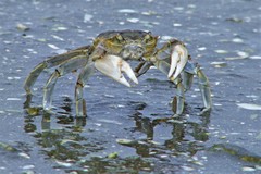 Cyrtograpsus angulatus