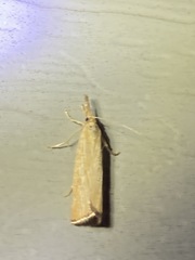 Agriphila straminella