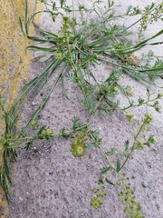 Lepidium bipinnatifidum