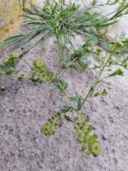Lepidium bipinnatifidum