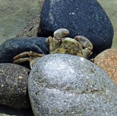 Cyrtograpsus angulatus