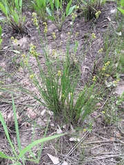Juncus torreyi