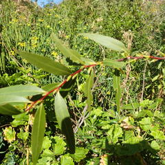 Salix mucronata mucronata