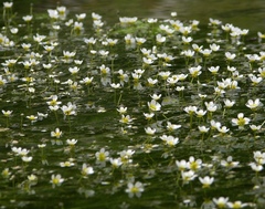 Ranunculus confervoides