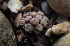 Conophytum truncatum