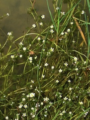 Ranunculus circinatus