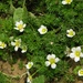 Ranunculus circinatus - Photo 由 Alenka Mihoric 所上傳的 (c) Alenka Mihoric，保留部份權利CC BY-NC