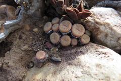 Conophytum truncatum