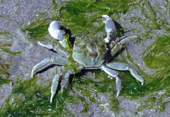 Cyrtograpsus angulatus