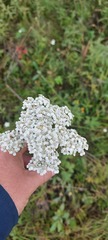 Achillea impatiens
