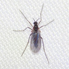 Lestremiinae