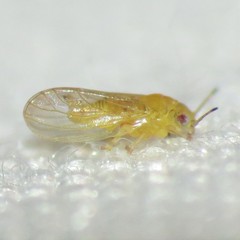 Blastopsylla occidentalis