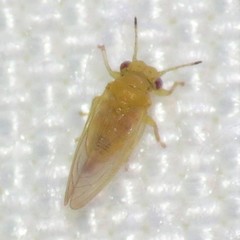 Blastopsylla occidentalis