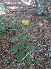 Senecio ovatus alpestris