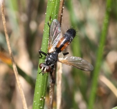 Cylindromyia auriceps