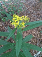 Senecio ovatus alpestris