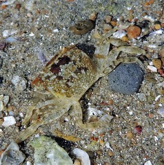 Cyrtograpsus altimanus