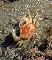 Cyrtograpsus altimanus