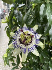 Passiflora caerulea