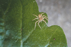 Philodromus dispar