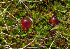 Coprosma atropurpurea