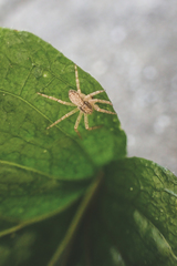 Philodromus dispar