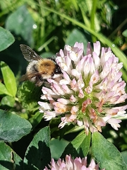 Bombus