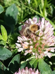 Bombus
