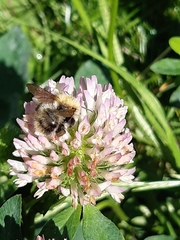 Bombus