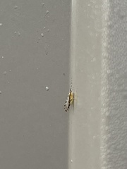 Eucallipterus tiliae